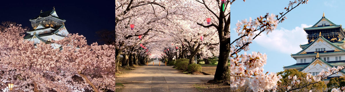 大阪城、大阪城公園の夜桜　造幣局 桜の通り抜け